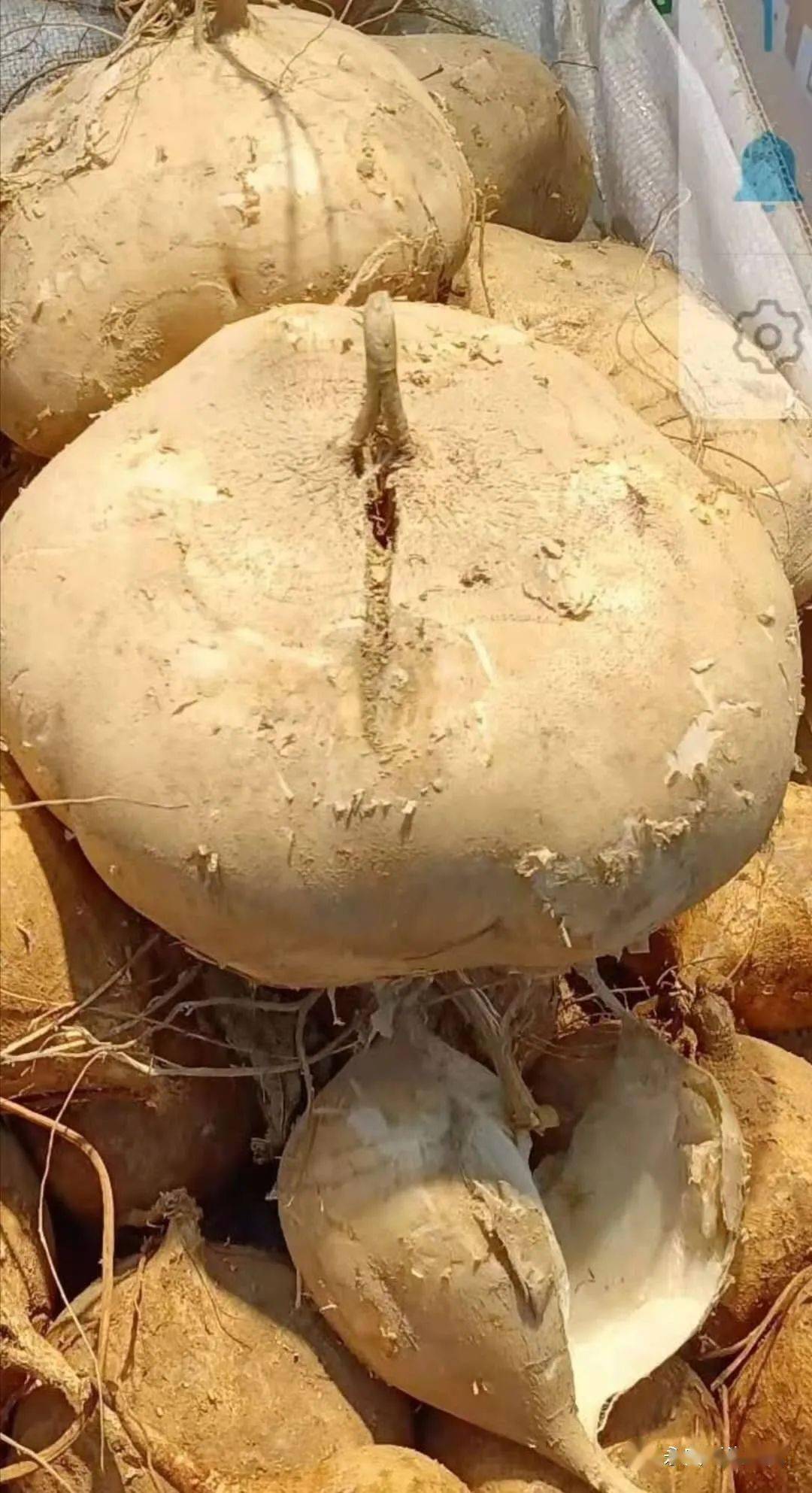 微友在永安老佳洁看到了很大的洋地瓜一个差不多有五斤