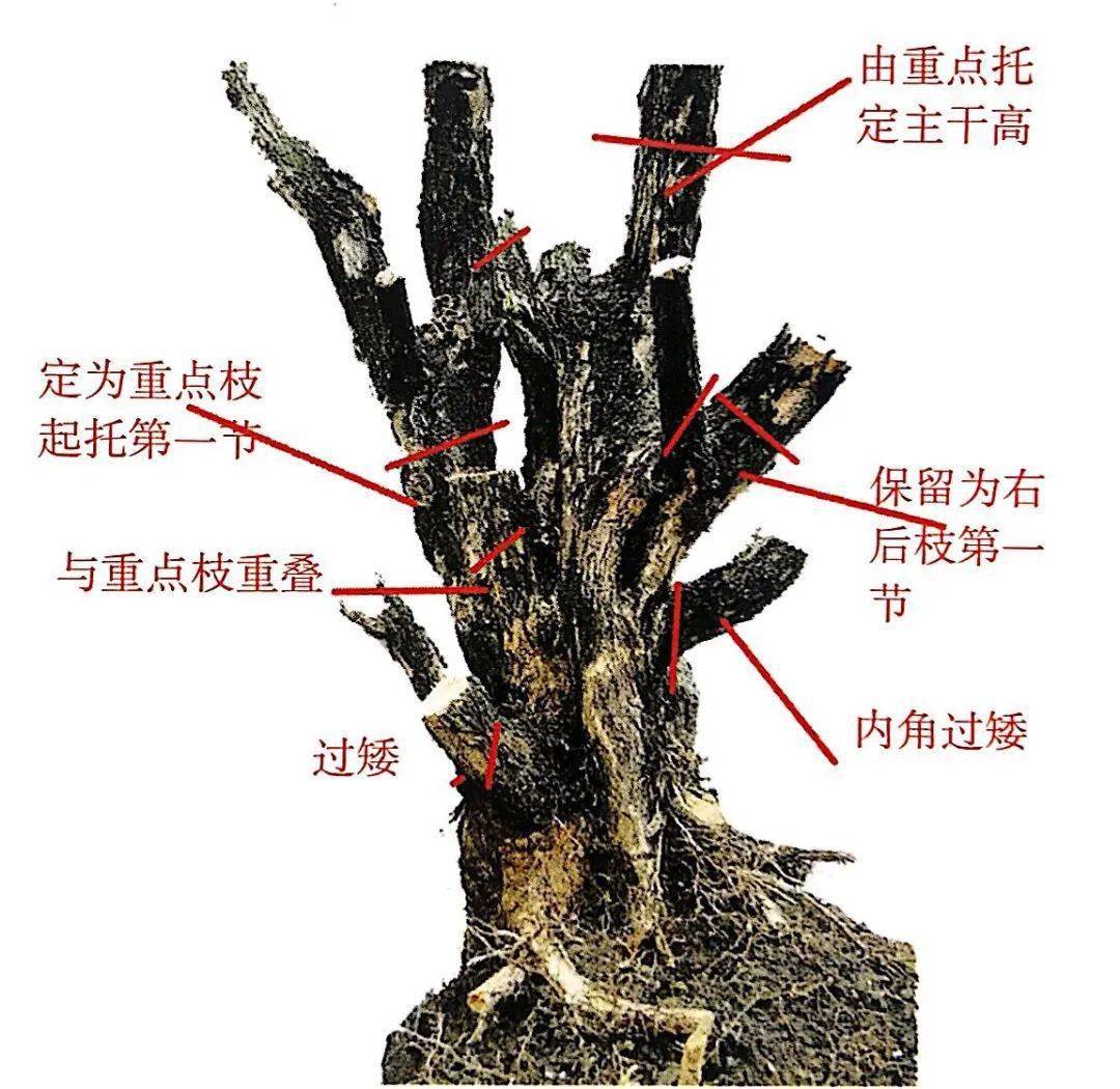 正斜一点点微小的差距竟成为直干与卧干两种盆景形式