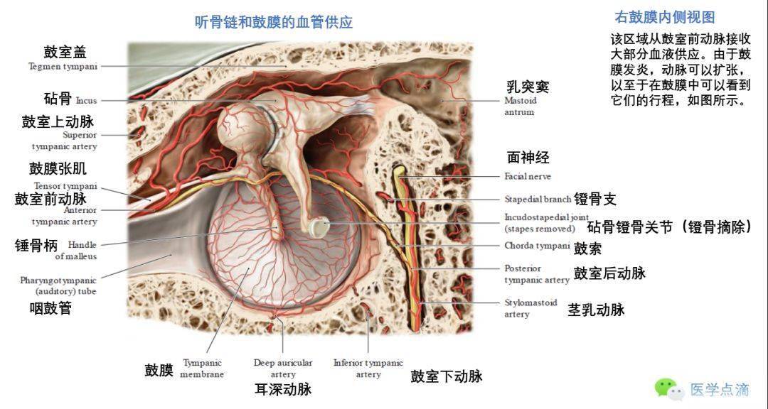 影像解剖丨外耳中耳內耳解剖