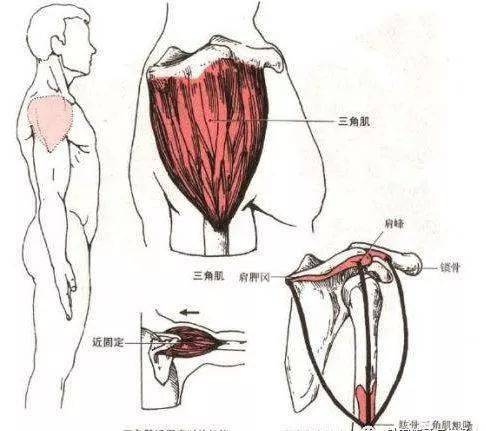 三角肌前束里面筋痛图片