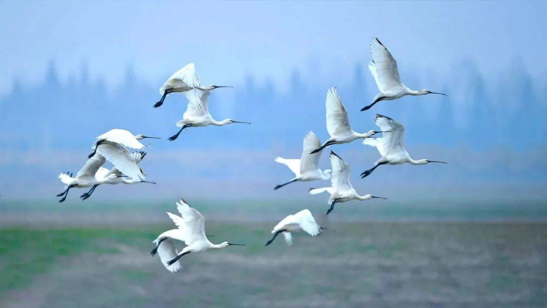 "影像中国摄影网"各群优秀作品展示:2020年11月份鸟群优秀作品_老麻雀