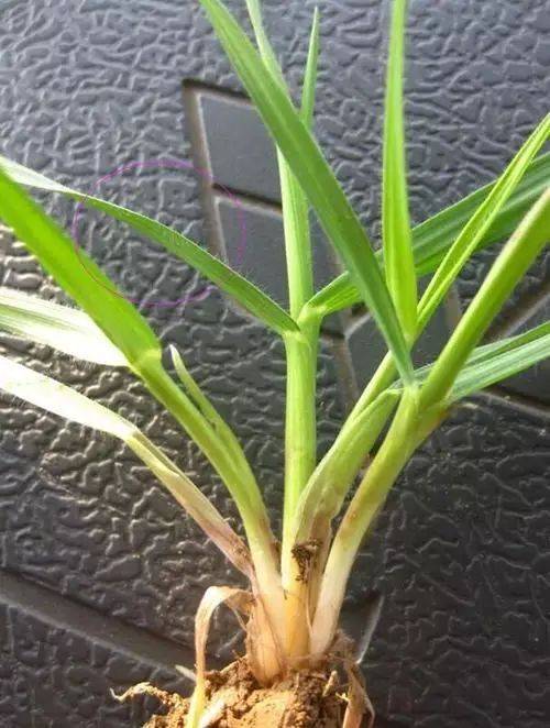 雀麦野燕麦节节麦这样防除才有效