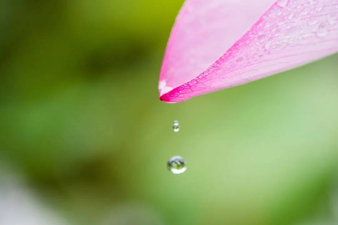 《般若心莲》 词/曲:胡力 唱:刘清沨 展开剩余 62 % 一滴甘露洒人间