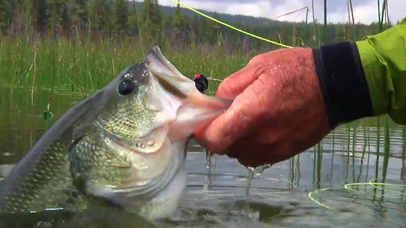 要不是高清摄像机拍到鱼咬钩的瞬间还不知道为啥总钓不上鱼