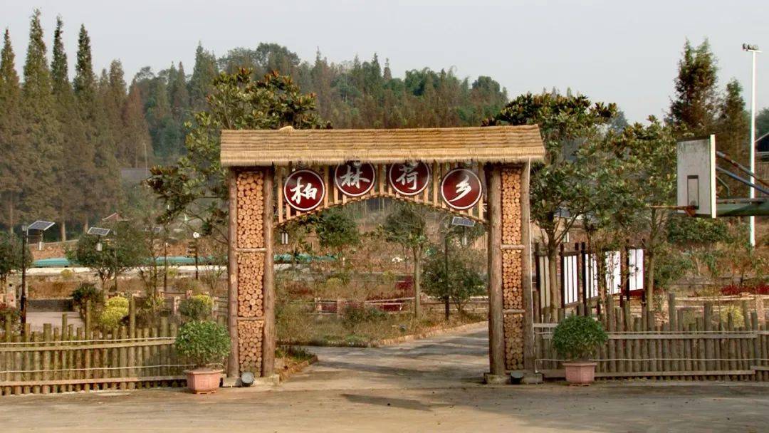 乡村振兴看沙湾踏水镇柏林村盘活僵尸项目烟雨荷乡涅盘重生