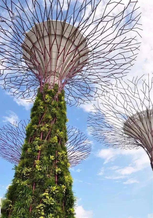 这个平均年龄25岁的创意型垂直绿化公司成立仅1年半就做到了年产值上