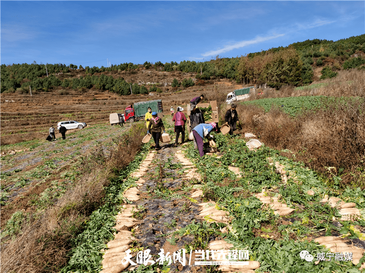 【我的扶贫故事】左正威:职场"小白"有了"非比寻常"的故事_威宁