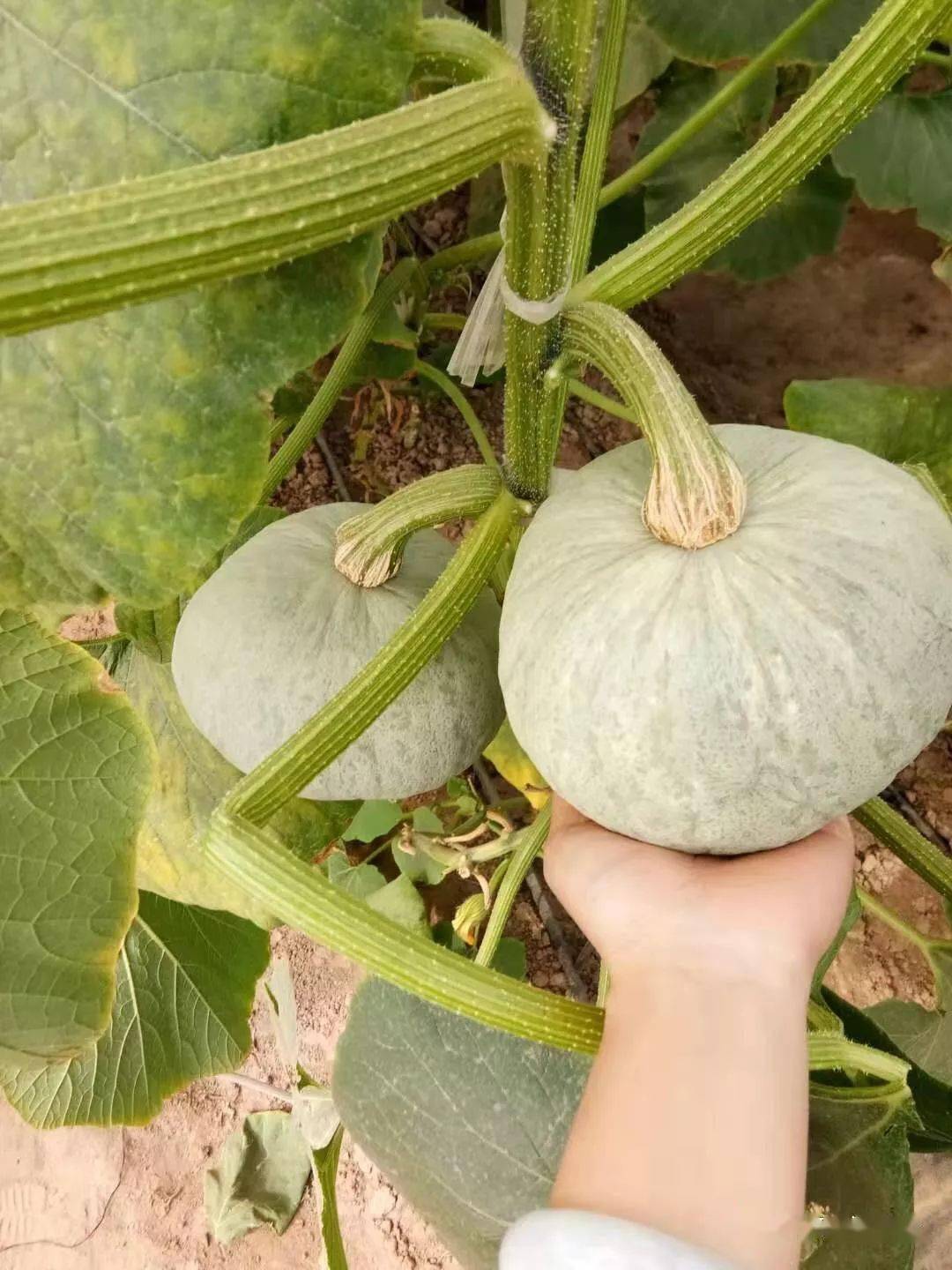 千千岁贵族南瓜银板栗南瓜