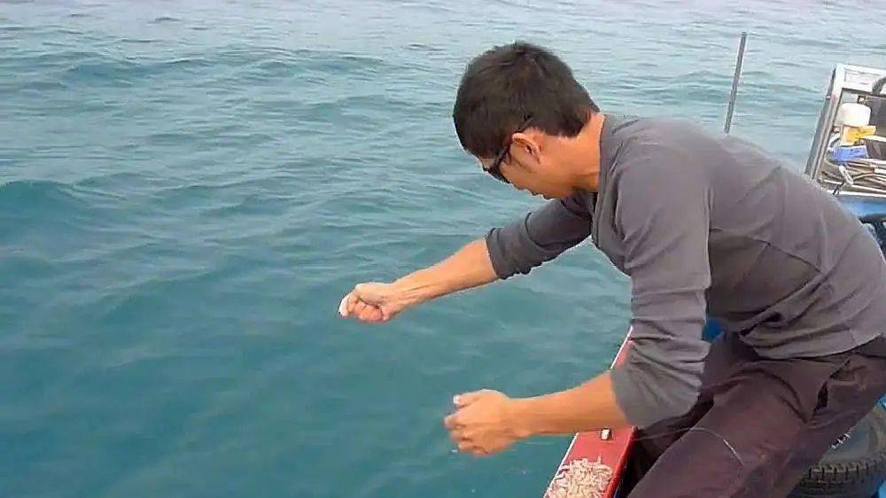 敲竹杠钓黄鳍鲷是一种什么钓法
