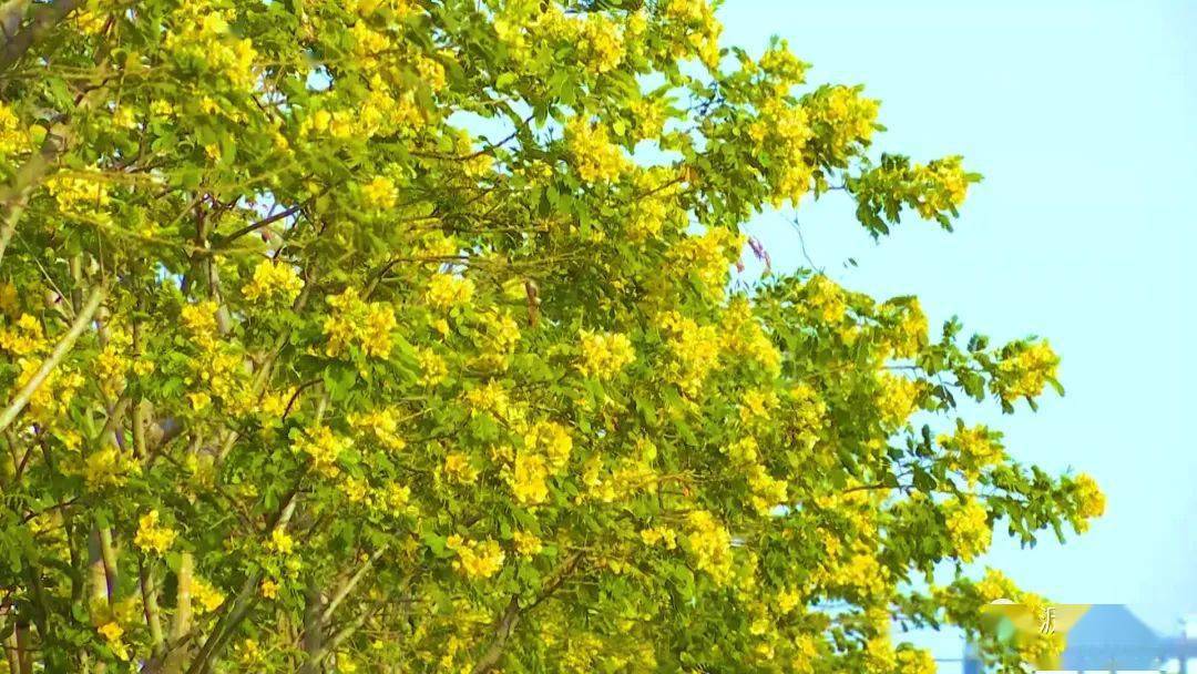 爱城如家 品质为你|黄槐灿烂盛开 艳丽点缀一路
