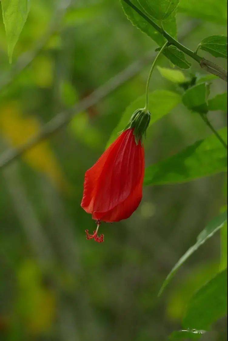 188 吊灯扶桑hibiscus schizopetalus  锦葵科 木槿属