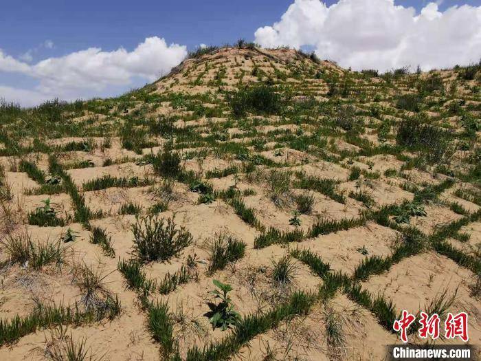 土地沙漠化治理图片图片