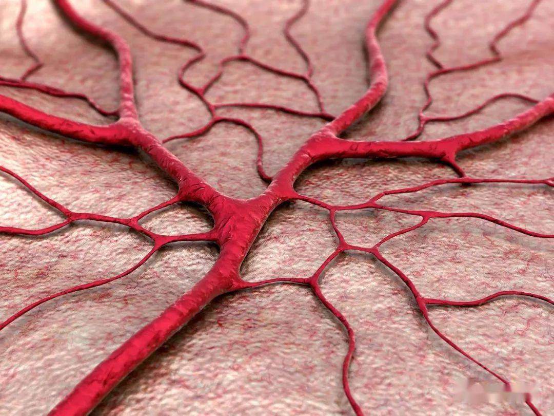 毛细血管通透性图片