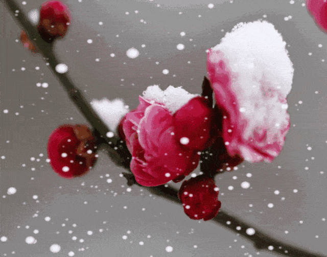 梅花雪景动态图图片
