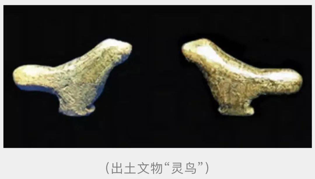 重磅许昌这只小鸟成国际焦点