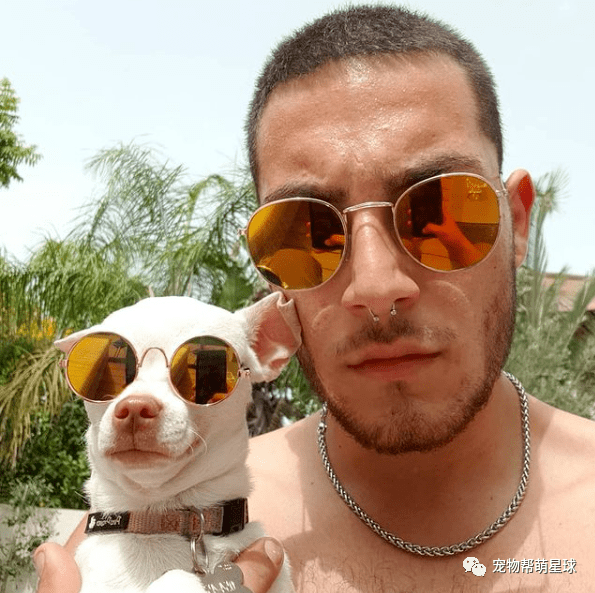 主人做什么都超生气!吉娃娃永远在暴怒边缘:老娘就是看你不顺眼!_niki