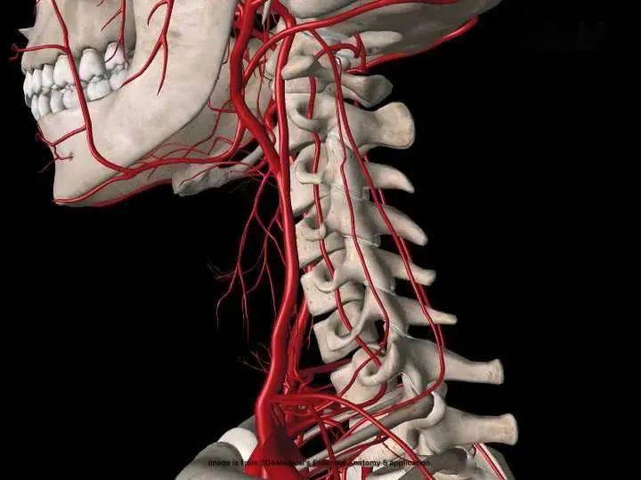 椎动脉在哪个位置图片图片