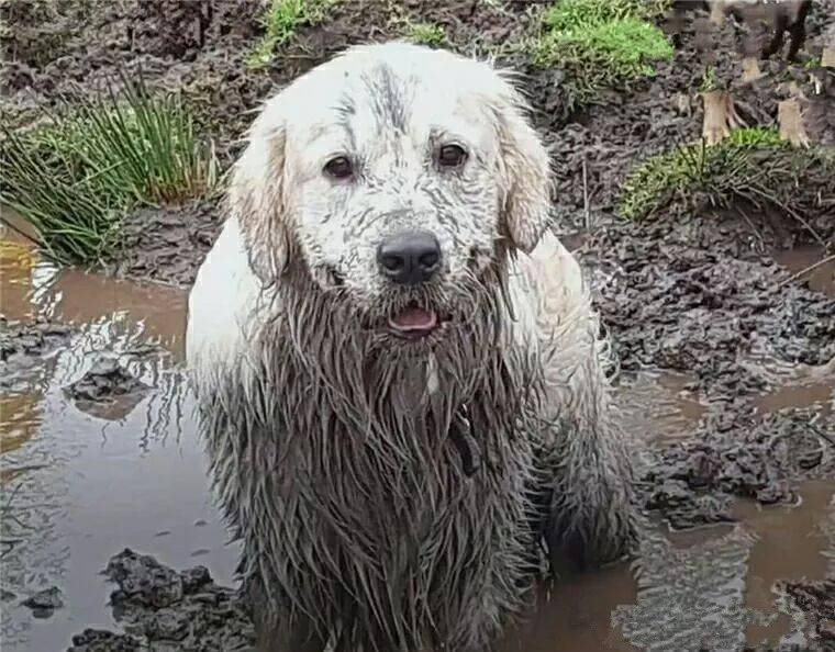 金毛在泥坑泡澡,上岸后脏到主人没认出来……_泥巴