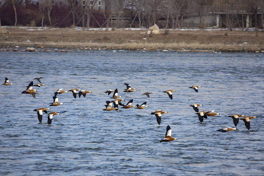 吉林市民往长白岛上运送鸟粮野鸭过冬有保障