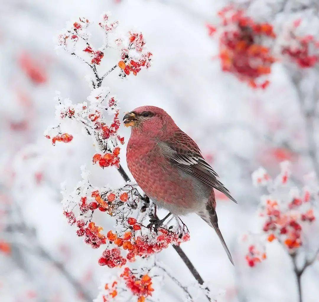 北方冬季鸟类图片