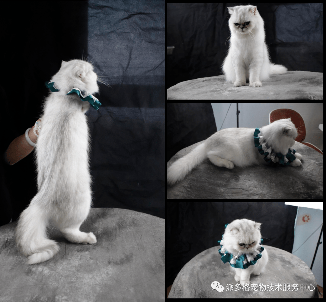 给你一只猫你也可以上瘾式学习