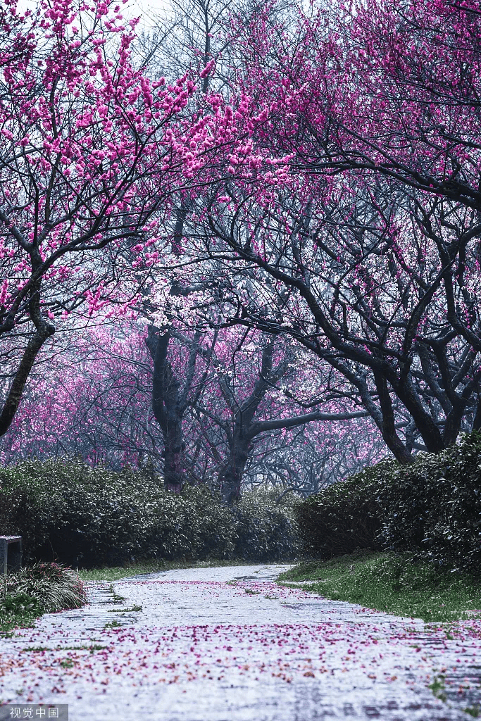 全省首个能在空中赏梅的网红公园梅岭公园