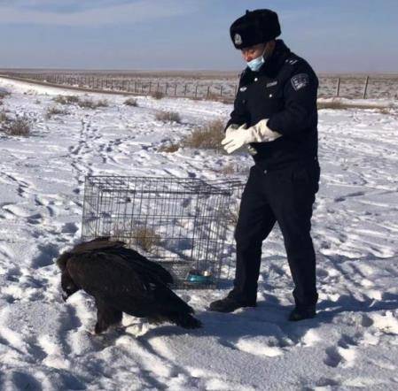 二连浩特森林公安放飞一只落单的国家二级保护野生动物秃鹫_受伤