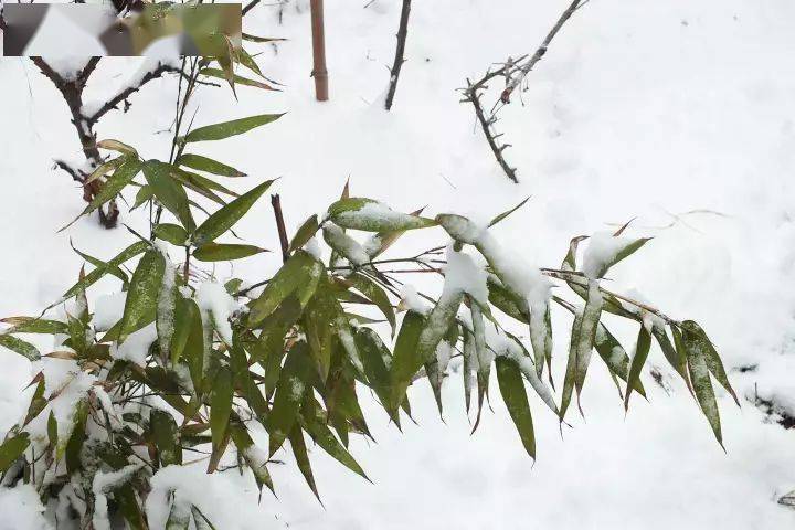 今日大雪人间至此雪盛时愿君安康