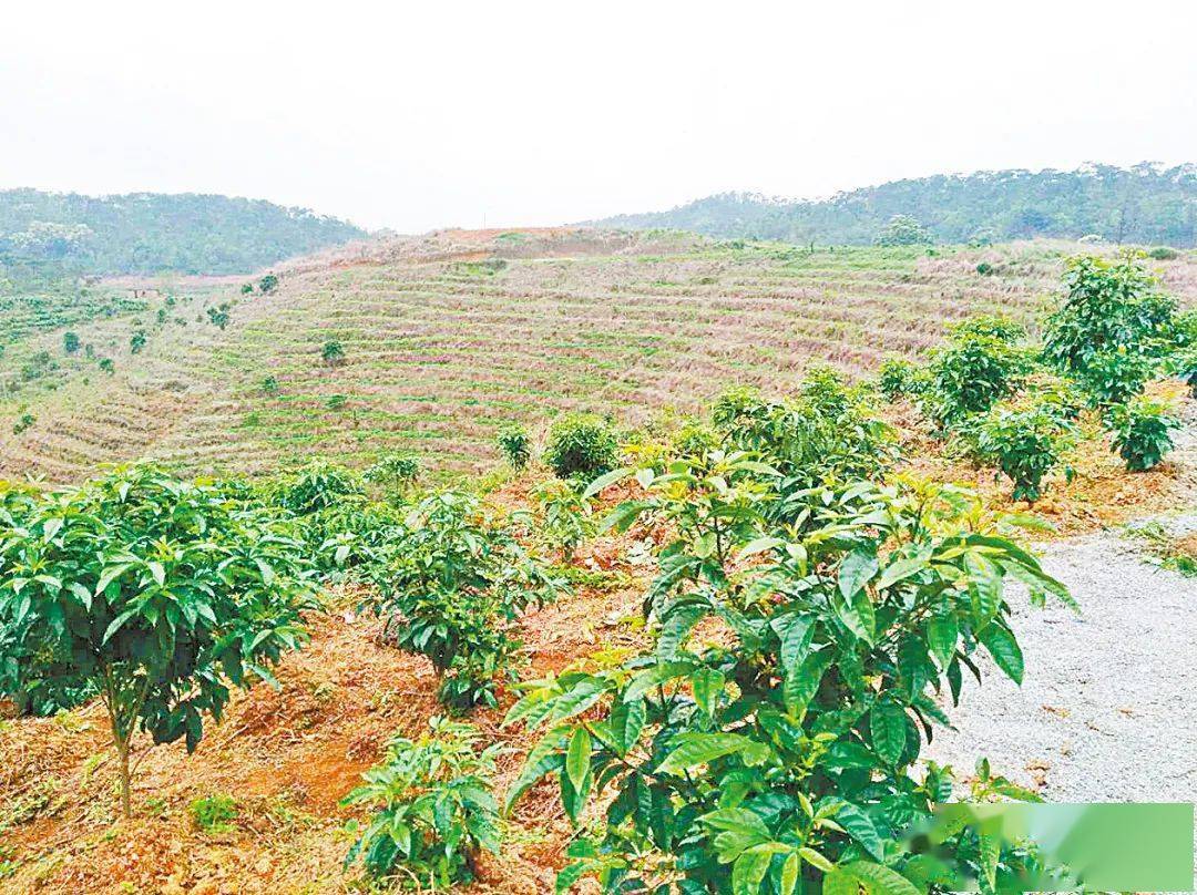 罗定市龙湾万亩南药基地目前,云浮南药种植面积115万亩,种植面积超1万