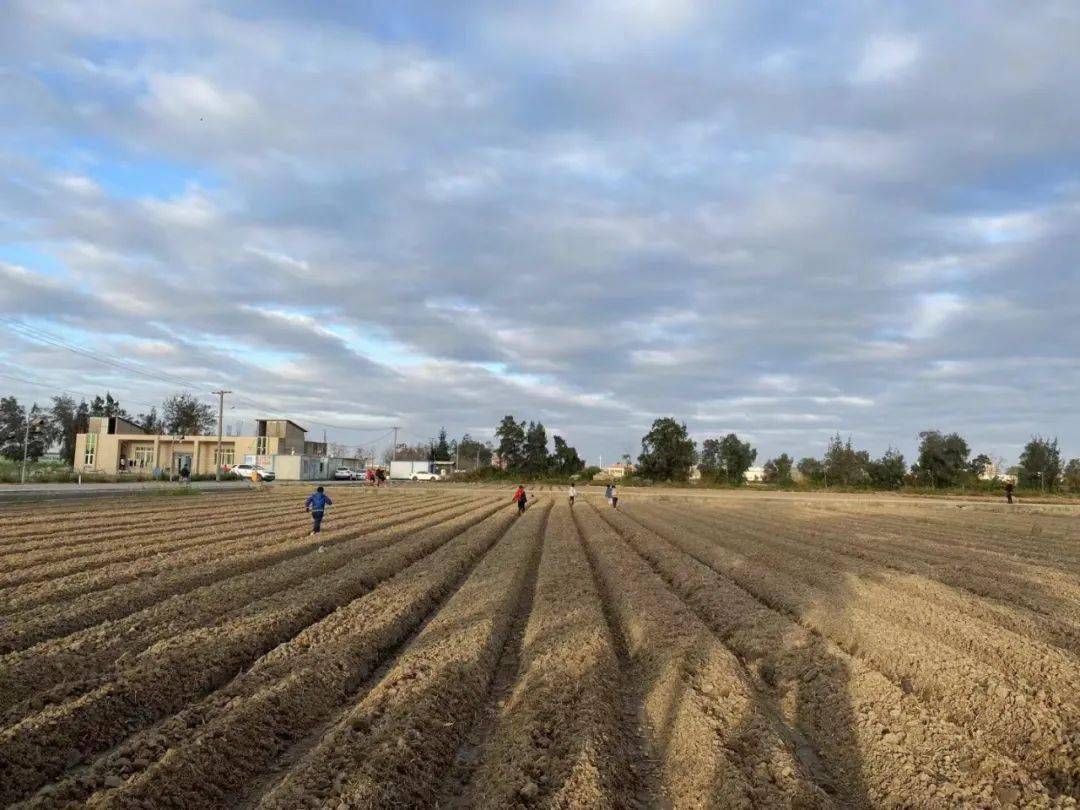 2020年行者无疆第16期 | 四时稼穑_田垄