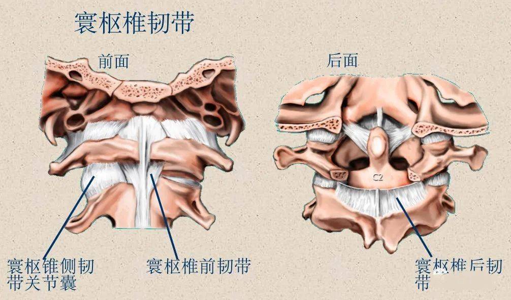 脊柱超详细解剖,高清图文版!_颈椎