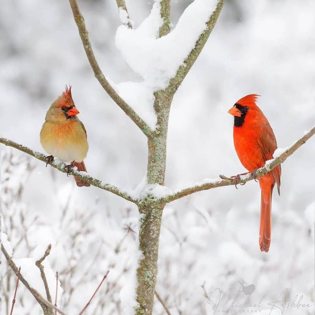 美了,雪中的鸟儿