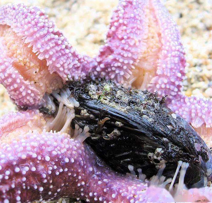 别被海星的样子给骗了越了解越发现海星很丑很吓人