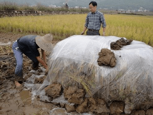 利用秸秆制作堆沤肥,沼气肥或用微生物腐熟发酵剂生产秸秆腐熟肥.