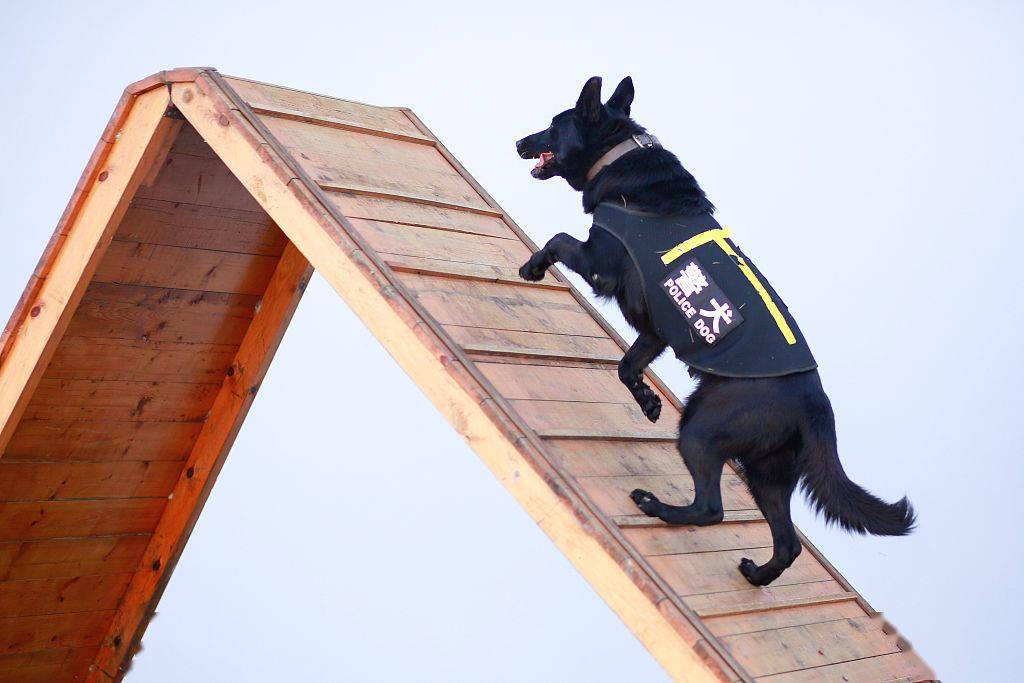 浙江舟山:"神犬奇兵"开展冬训_警犬