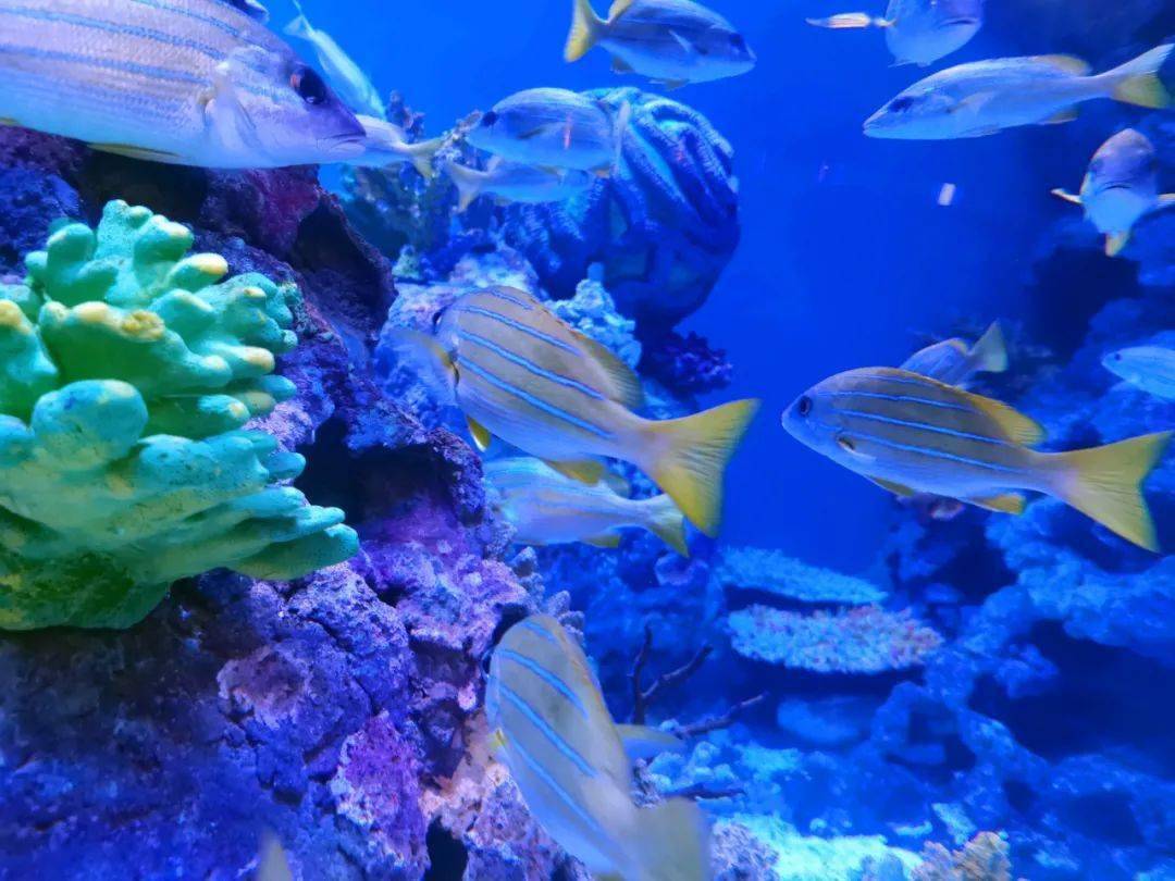 经常成群铺满海底隧道上方的鱼原来是四线笛鲷