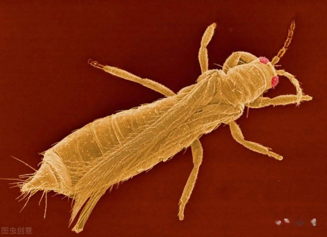 无爪螨分娩时幼体会从母体内一路吃出来这不是很残忍吗