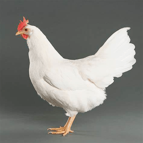 白色鸡品种大全图片