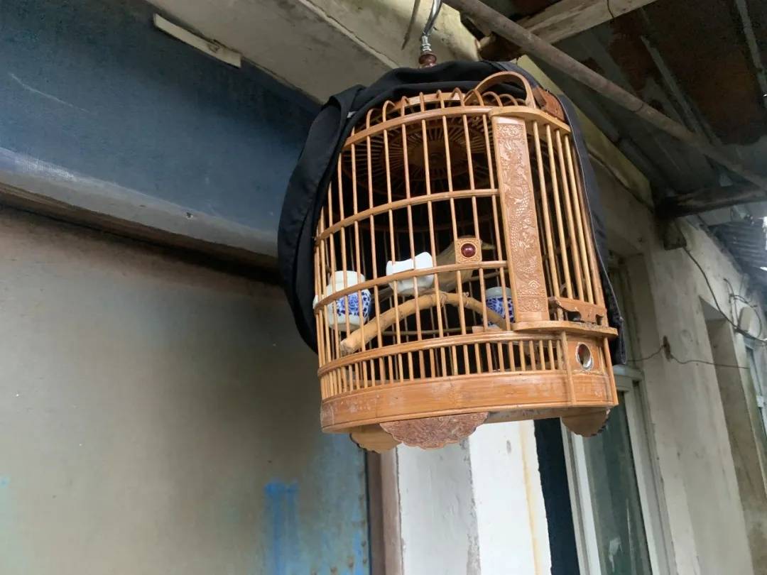 浙江男子播放鸟语诱捕画眉非法狩猎反成笼中鸟