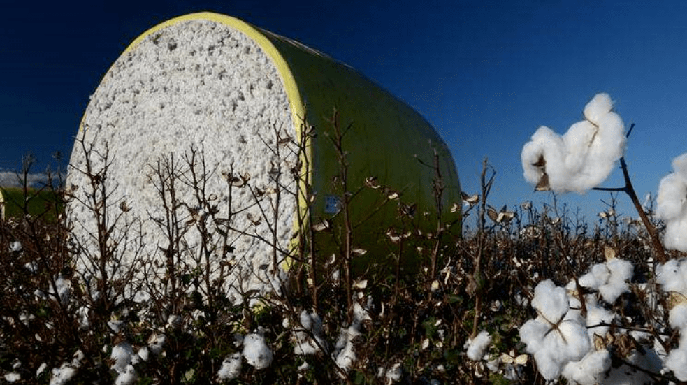 报道,昆士兰州的原木也被中国禁止使用,据称在一艘从澳大利亚emerald
