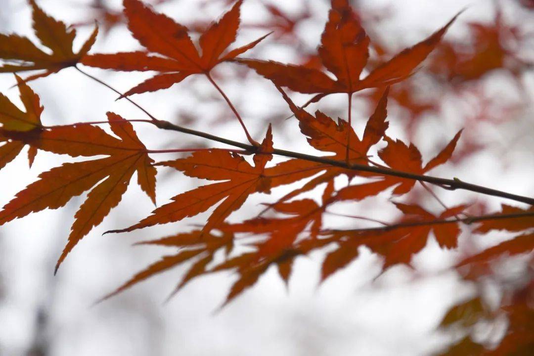 掠影丨袅袅秋风起,正是秋叶浓_枫叶