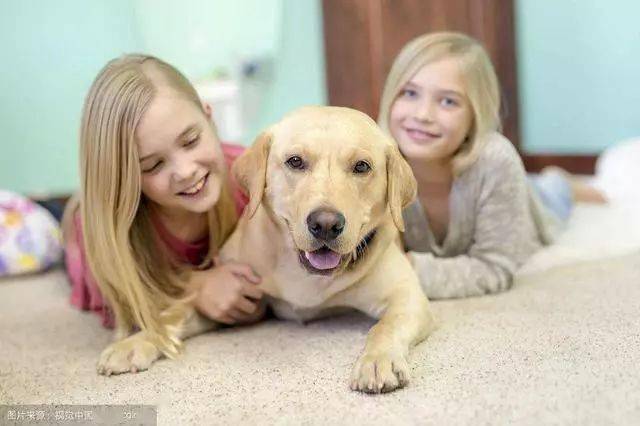 在国外宠物狗是家庭的一员为什么中国这么做会被骂