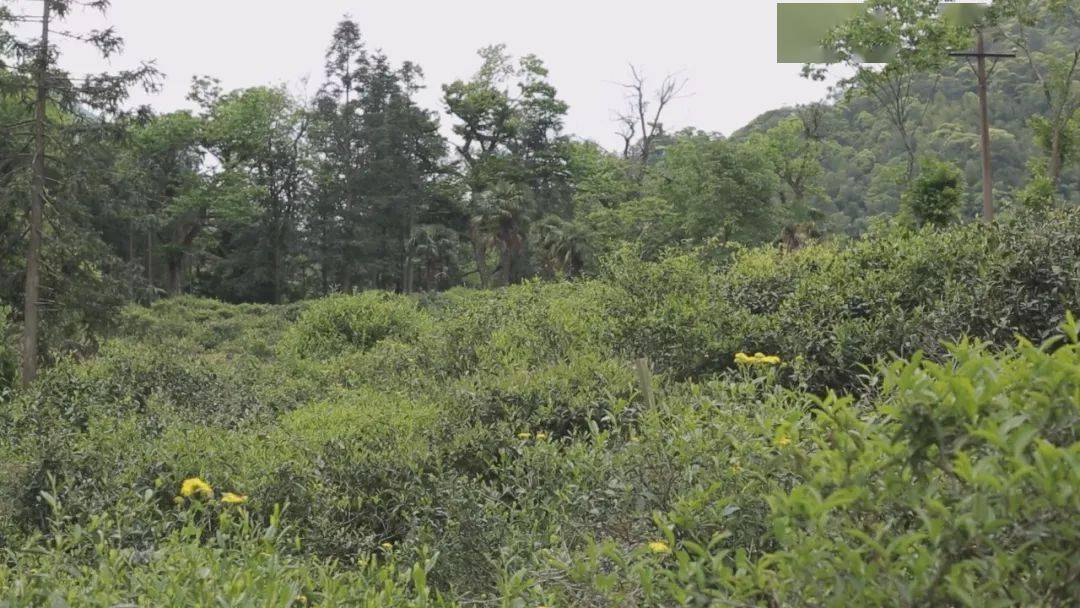 桐木关核心山场中的馥郁幽香,红茶中的经典