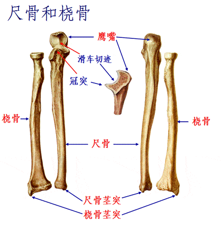 胳膊骨骼结构图片