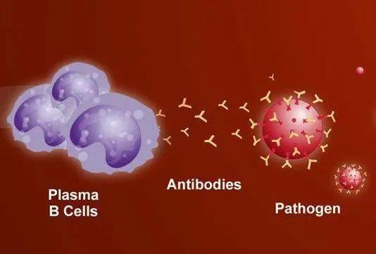 b细胞的另一个职业选择是变成记忆b细胞.