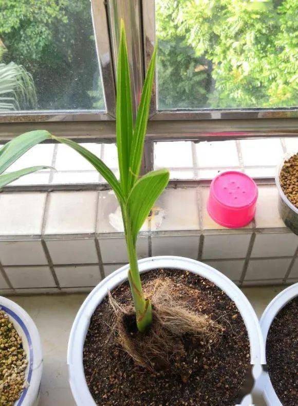 菠萝玉米棒子插水里7天冒出小森林这些种子千万别再扔了
