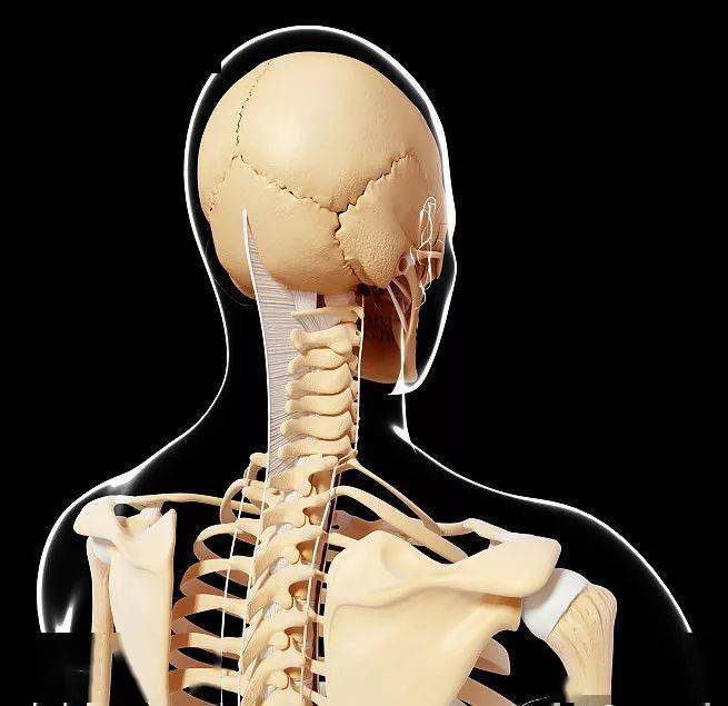 關於頸椎功能解剖學趣味筆記總結