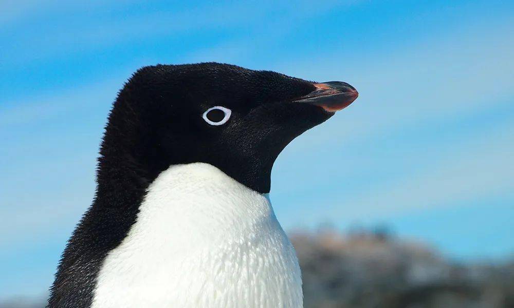 阿德利企鹅纪录片图片