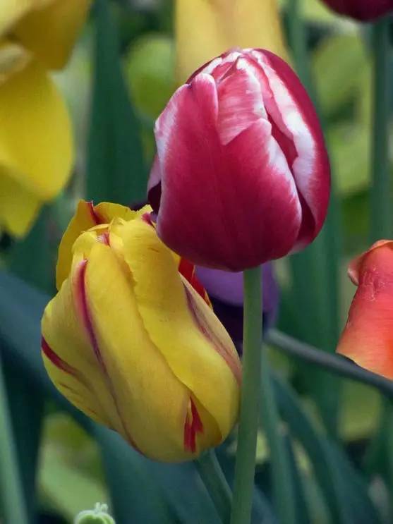 美丽漂亮夫妻花,成双成对!