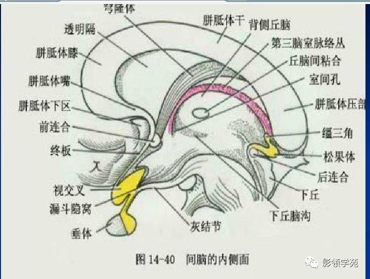 下丘脑垂体甲状腺图解图片